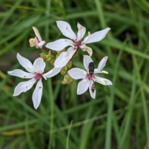 Burchardia umbellata at Mountain Creek, NSW - 5 Nov 2022