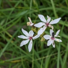 Burchardia umbellata at Mountain Creek, NSW - 5 Nov 2022