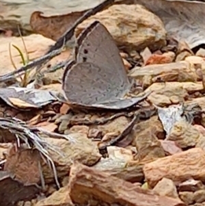 Erina hyacinthina at Carwoola, NSW - 5 Nov 2022