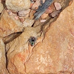 Maratus calcitrans (Kicking peacock spider) at Carwoola, NSW - 5 Nov 2022 by Liam.m