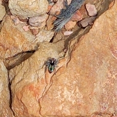 Maratus calcitrans (Kicking peacock spider) at Carwoola, NSW - 4 Nov 2022 by Liam.m