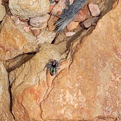 Maratus calcitrans (Kicking peacock spider) at Carwoola, NSW - 5 Nov 2022 by Liam.m