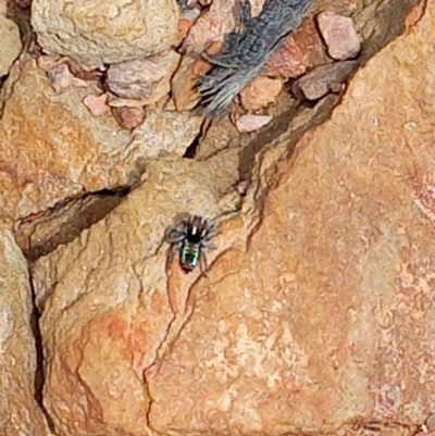 Maratus calcitrans (Kicking peacock spider) at QPRC LGA - 4 Nov 2022 by Liam.m