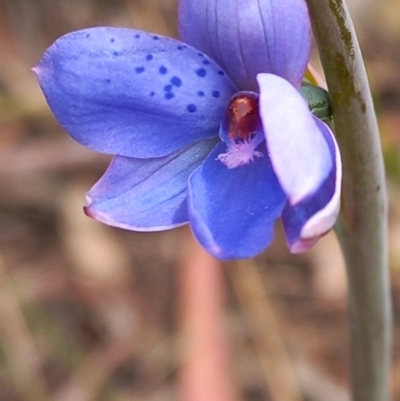 Thelymitra juncifolia (Dotted Sun Orchid) at Cuumbeun Nature Reserve - 4 Nov 2022 by Liam.m