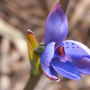 Thelymitra juncifolia at Carwoola, NSW - suppressed