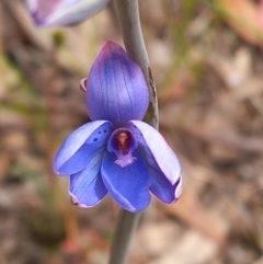 Thelymitra juncifolia at Carwoola, NSW - suppressed