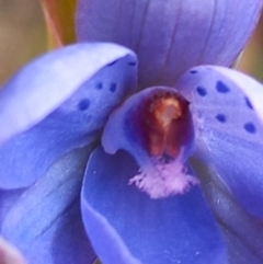 Thelymitra juncifolia at Carwoola, NSW - suppressed