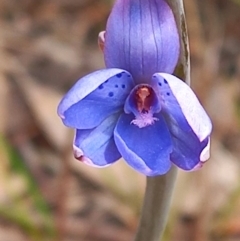 Thelymitra juncifolia at Carwoola, NSW - suppressed