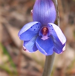 Thelymitra juncifolia at Carwoola, NSW - suppressed