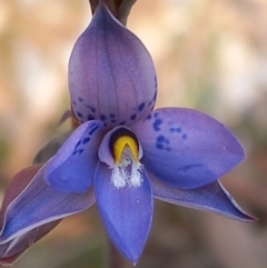 Thelymitra simulata (Graceful Sun-orchid) at Cuumbeun Nature Reserve - 5 Nov 2022 by Liam.m