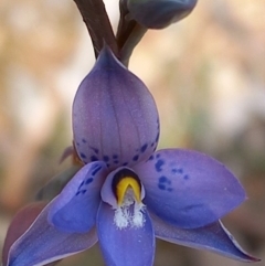 Thelymitra simulata at Carwoola, NSW - 5 Nov 2022