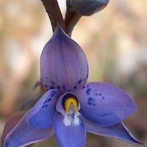 Thelymitra simulata at Carwoola, NSW - suppressed