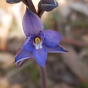 Thelymitra simulata at Carwoola, NSW - suppressed