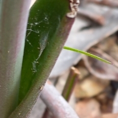 Thelymitra simulata at Carwoola, NSW - suppressed