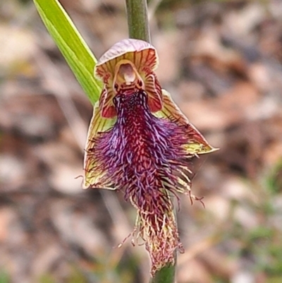 Calochilus platychilus (Purple Beard Orchid) at Cuumbeun Nature Reserve - 5 Nov 2022 by Liam.m