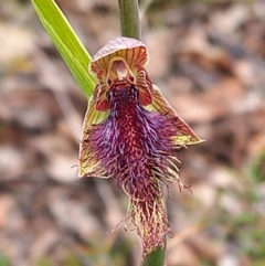 Calochilus platychilus (Purple Beard Orchid) at Carwoola, NSW - 5 Nov 2022 by Liam.m