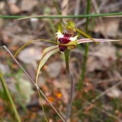 Caladenia atrovespa (Green-comb Spider Orchid) at Carwoola, NSW - 5 Nov 2022 by Liam.m