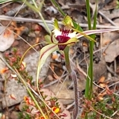 Caladenia atrovespa at Carwoola, NSW - suppressed