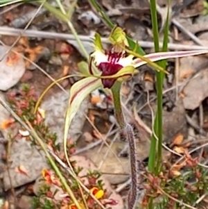 Caladenia atrovespa at Carwoola, NSW - suppressed