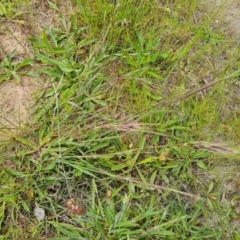 Nassella neesiana (Chilean Needlegrass) at Mount Mugga Mugga - 5 Nov 2022 by Mike