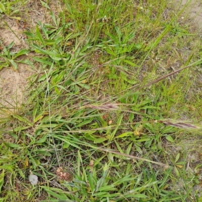 Nassella neesiana (Chilean Needlegrass) at Mount Mugga Mugga - 5 Nov 2022 by Mike