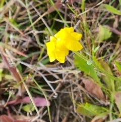 Goodenia pinnatifida (Scrambled Eggs) at Mount Mugga Mugga - 5 Nov 2022 by Mike