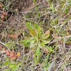 Goodenia pinnatifida at O'Malley, ACT - 5 Nov 2022