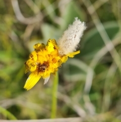 Heliocosma (genus - immature) (A tortrix or leafroller moth) at Isaacs Ridge and Nearby - 5 Nov 2022 by Mike