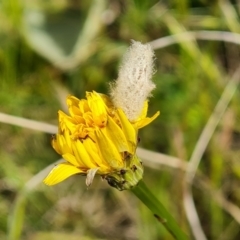 Heliocosma (genus - immature) at Isaacs Ridge and Nearby - 5 Nov 2022