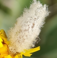 Heliocosma (genus - immature) at Isaacs Ridge and Nearby - 5 Nov 2022