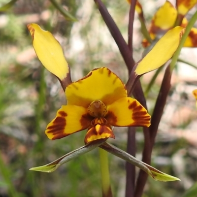 Diuris semilunulata (Late Leopard Orchid) at Coree, ACT - 2 Nov 2022 by JohnBundock