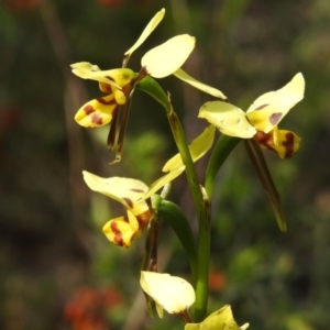 Diuris sulphurea at Coree, ACT - 3 Nov 2022