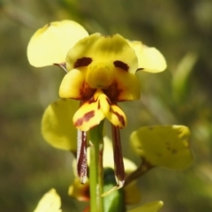 Diuris sulphurea at Coree, ACT - suppressed