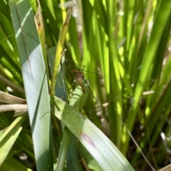 Leptotarsus (Macromastix) sp. (genus & subgenus) (Unidentified Macromastix crane fly) at Wollondilly Local Government Area - 1 Nov 2022 by GlossyGal