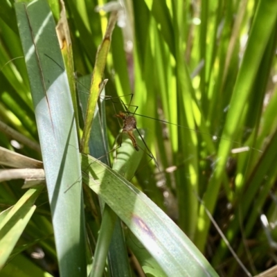 Leptotarsus (Macromastix) sp. (genus & subgenus) (Unidentified Macromastix crane fly) at Thirlmere, NSW - 1 Nov 2022 by GlossyGal