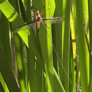 Leptotarsus (Macromastix) sp. (genus & subgenus) at Thirlmere, NSW - 2 Nov 2022 10:16 AM