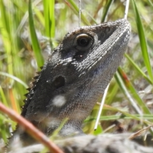 Amphibolurus muricatus at Coree, ACT - 3 Nov 2022