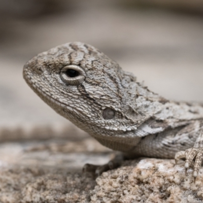 Amphibolurus muricatus (Jacky Lizard) at Tidbinbilla Nature Reserve - 5 Nov 2022 by patrickcox