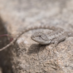 Amphibolurus muricatus at Paddys River, ACT - 5 Nov 2022