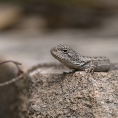 Amphibolurus muricatus at Paddys River, ACT - 5 Nov 2022