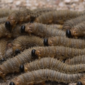 Perginae sp. (subfamily) at Paddys River, ACT - 5 Nov 2022