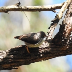 Daphoenositta chrysoptera (Varied Sittella) at Wollondilly Local Government Area - 1 Nov 2022 by GlossyGal