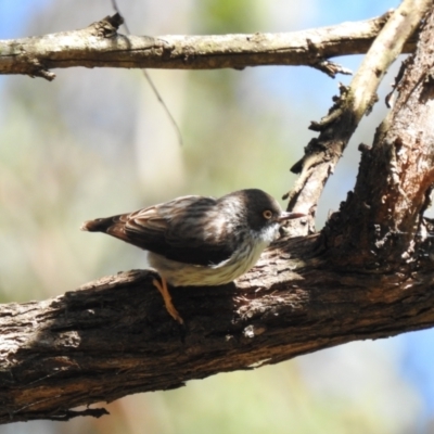 Daphoenositta chrysoptera (Varied Sittella) at Thirlmere, NSW - 2 Nov 2022 by GlossyGal