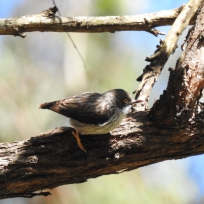 Daphoenositta chrysoptera (Varied Sittella) at Wollondilly Local Government Area - 1 Nov 2022 by GlossyGal