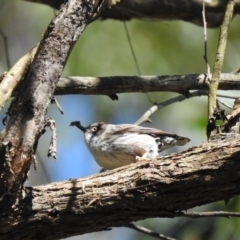 Daphoenositta chrysoptera at Thirlmere, NSW - 2 Nov 2022 09:13 AM