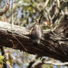 Daphoenositta chrysoptera at Thirlmere, NSW - 2 Nov 2022 09:13 AM