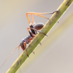 Torbia viridissima (Gum Leaf Katydid) at Tidbinbilla Nature Reserve - 4 Nov 2022 by patrickcox