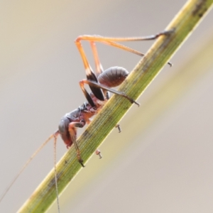 Torbia viridissima at Paddys River, ACT - 5 Nov 2022