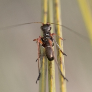 Torbia viridissima at Paddys River, ACT - 5 Nov 2022