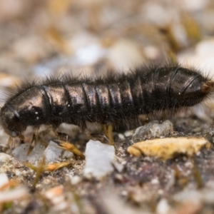 Ecnolagria sp. (genus) at Paddys River, ACT - 5 Nov 2022